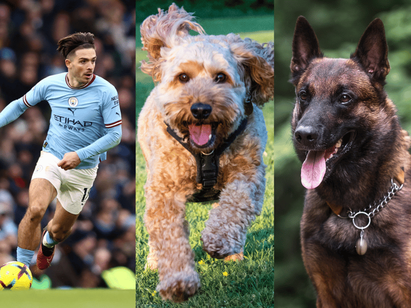 Former Aston Villa player Jack Grealish purchsed multiple Belgian Malinois from renowned security firm K9 Chaperone. The first one was in 2020 after  Dele Alli’s house was robbed. He also has a Cockapoo - who he called the love of his life. (Photo - Getty Images and Adobe stock images)