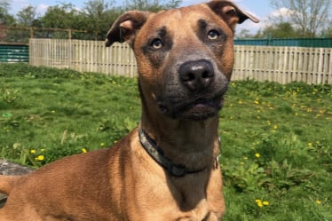 Caesar is an 18-month-old Staffordshire Bull Terrier, and Freshfields believe he may be part Malinois. He is suited to a family with children over the age of 12, and potentially dogs. He cannot live with cats. 