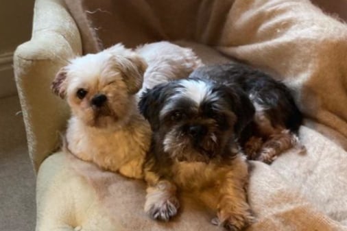 Pixie and Bay are a pair of Shih-Tzus looking for a new home together. Pixie and Bay would love a home with people who are around most of the time, as they love company. Once they are settled in their home, they can be left for short periods.