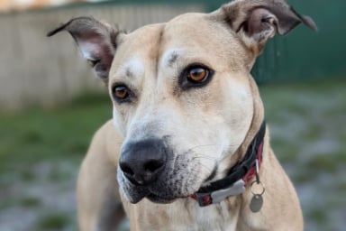 Fallow is a very sweet girl with a lovely temperament, who is also very playful and loves toys – especially playing fetch with a tennis ball! She is a crossbreed looking for a home with no other pets. 