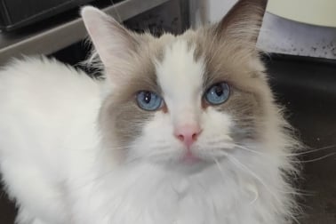 Dave is an 11-year-old Ragdoll who would thrive in a home with no other pets and older kids. 
