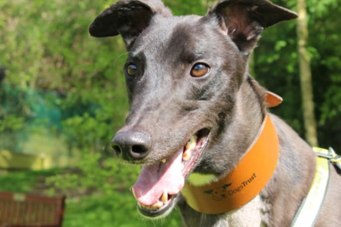 Gaga is a lovely Greyhound looking to find a new family now his racing lifestyle is behind him. Gaga can live with other medium to large dogs and children of high school age. He has spent his life in a kennel environment so may need a little help with house training, but Greyhounds do tend to be fairly clean when they go home.