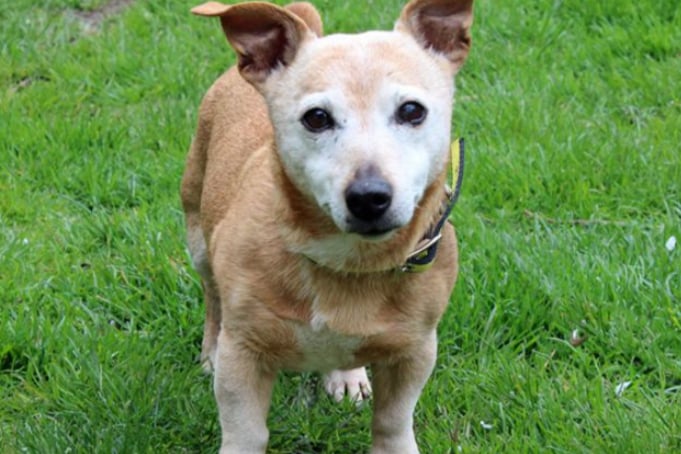 Bonnie is an 11-year-old Jack Russell Terrier, looking for a home with her pal Fergus, but they can't live with any other pets. They will be fine with children of high school age, are house trained and will need someone around for most of the day.