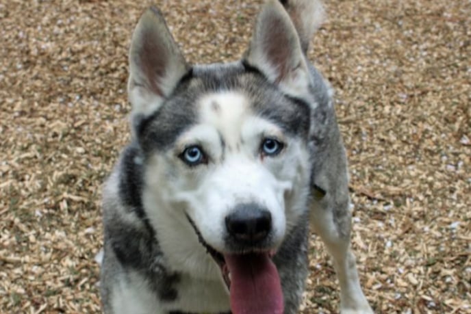 Dakota is a beautiful Siberian Husky who can live with a well matched dog and children over the age of 14. He is house trained and can be left alone for up to four hours without worry. Dakota has some pain in his hips and elbows and requires daily medication.