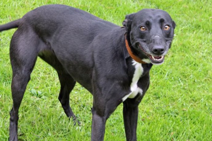 Betty is a Lurcher who can live with other dogs but not cats. She is house trained but not used to being left by herself for more than an hour at a time.