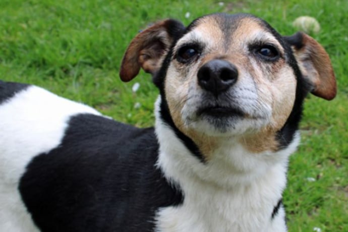 Fergus is a ten-year-old Jack Russell Terrier looking for a home with his best friend Bonnie. Fergus appreciates a slow approach from people and doesn’t like to be crowded, and may tense if getting affection from someone he doesn’t know well.