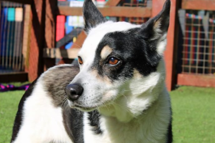 Jackson is a Border Collie cross, who  can live with other pets and children of high school age. He is house trained and will bark if he doesn't have company! He does settle if with other animals. Jackson is on some minor daily pain relief for age related aches.