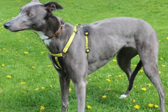 Emma is a dainty Greyhound  who can live with other medium to large sized dogs and children of high school age. She will need all her basic training and possibly house training too.