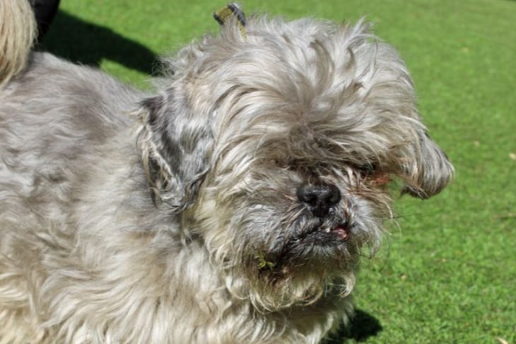 Gizmo is a Shih Tzu who will need a home free of any children under the age of 16, but he could live with a small quiet dog. He is house trained but not used to spending time alone.