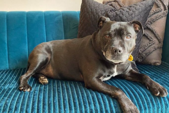 Grace is a Staffordshire Bull Terrier looking for a quiet home for her golden years. She needs to be the only pet but can live with children of high school age. She is perfectly house trained and can be left alone for a few hours without worry.