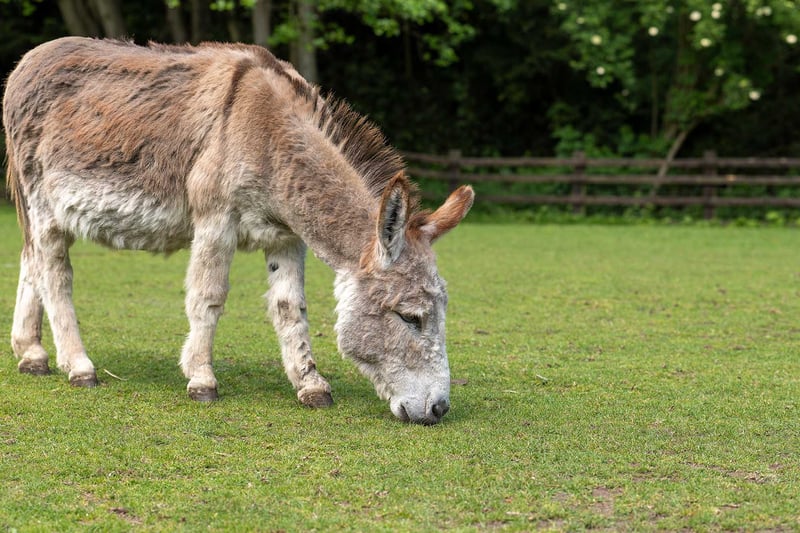 Cisco is the only miniature donkey on the adoption scheme. But what he doesn’t have in height he makes up for in personality. He was brought over from the States to be a breeding donkey, and when things didn’t work out for him he joined the Donkey Sanctuary in Birmingham. Cisco’s a kind and gentle donkey who loves going on enrichment walks in Sutton Park and enjoys meeting new people. But when he’s back in the yard he loves to make sure his friends know who’s boss!