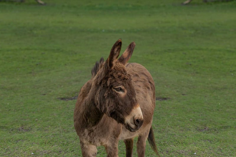 This small donkey is always up for some fun, keeping his grooms on their toes. He likes to play hide-the-broom and runs off with the muck bags when they are trying to clear the yard.  But he’s not alone in his escapades, he’s got his accomplice and best friend Skittles. Jimmy and Skittles are very rarely apart and when they are together, they make sure that they are enjoying themselves, even at the expense of their loving grooms!