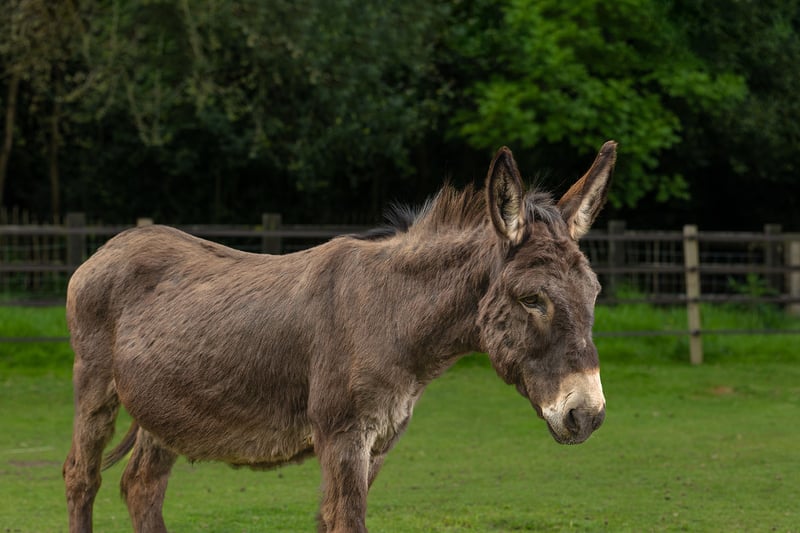Shocks suffered unthinkable cruelty at the hands of his previous owner. It left him with physical, mental and emotional injuries. But with time, love and kindness he is now well on the way to recovery.  Despite what he has had to endure, his confidence is growing every day. He now lives at the Donkey Sanctuary centre in Birmingham.