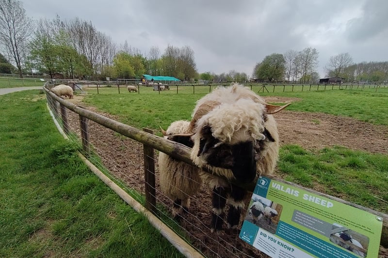 As well as feeding and, if you are brave, touching the sheep, you can read up about them at the information boards provided