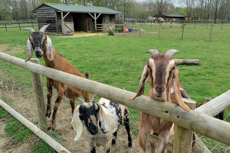 The goats aren’t afraid to poke their heads out to get some food which can be purchased for £1 at the park entrance