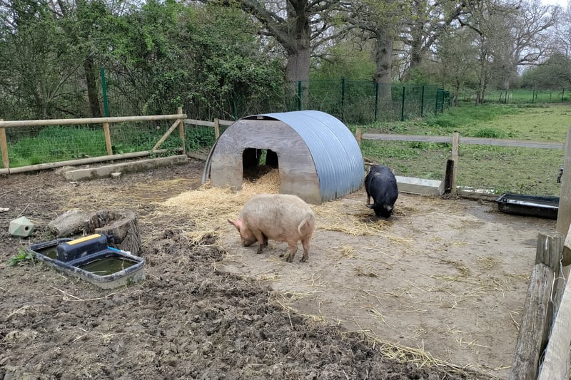 The one animal you’re not asked to feed - the pigs happily dig up the earth in their large enclosure