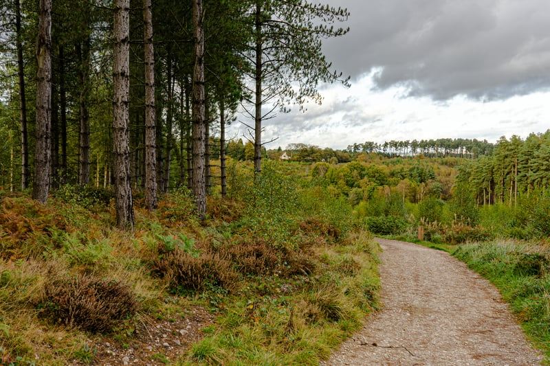 Cannock Chase has been designated as an area of outstanding natural beauty. A train to Hednesford is less than two hours and from there it’s a short bus or taxi ride away into the lap of the woodland and wildlife beauty. (Photo - Richard - stock.adobe.com)
