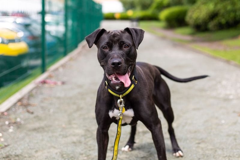 Energetic Cleo, a two-year-old female retriever labrador cross, is one of the underdogs searching for a home in Manchester. She loves spending time with people and can be lively and bouncy, but needs a home without young children or other pets. Photo: Dogs Trust