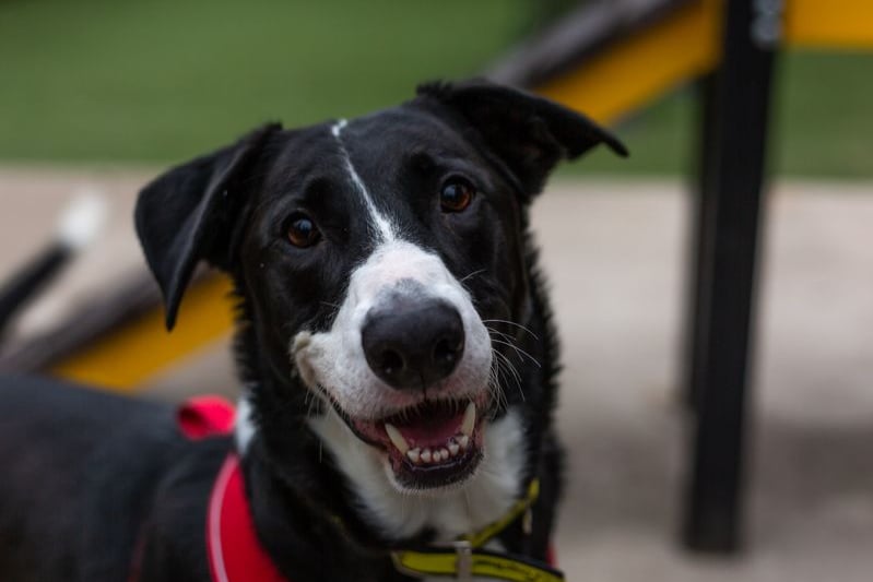 Tank is an active male German shepherd, collie and lurcher cross breed who is three years old and enjoys long walks. Prospective adopters will need to not have an open-plan house or young children. Photo: Dogs Trust