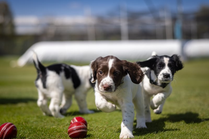 They are all springer spaniels and future crime fighters (Photo - Warwickshire CCC)