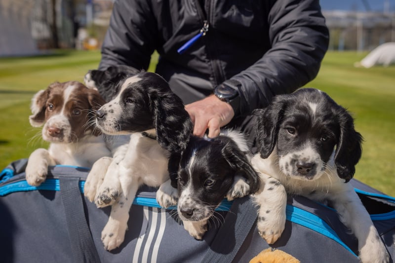 Meet Robbo, Hainy, Issy, Olly, and Amiss - future crime fighters (Photo - Warwickshire CCC)