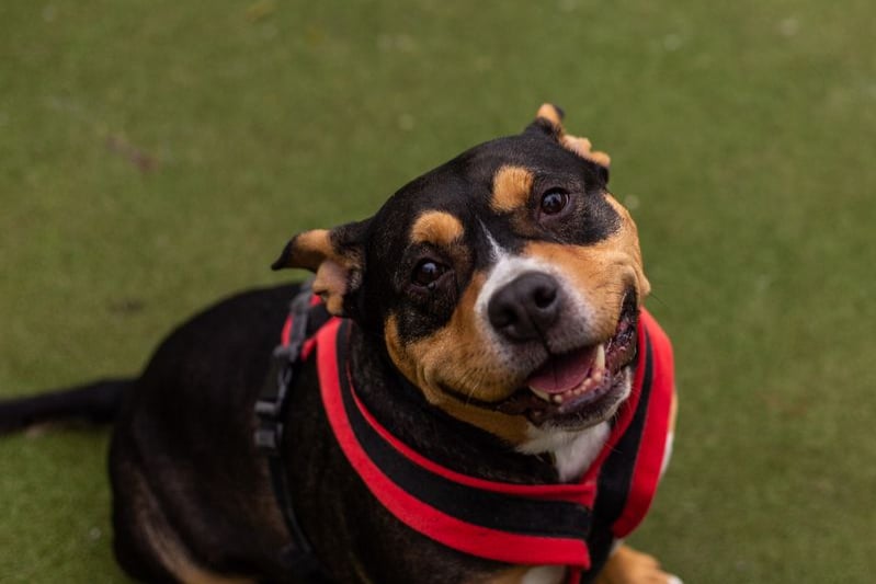 Four-year-old crossbreed Luna loves attention and being out and about. She would like to find a loving family with a comfy couch for her to snooze on. Photo: Dogs Trust