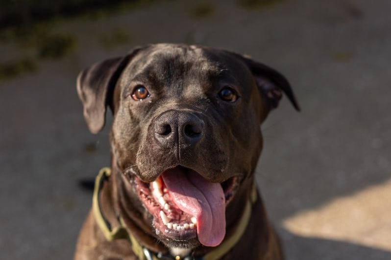 Ace is a nine-month-old rottweiler crossbreed who is friendly but a big boy who is working on his excitability. He is looking for a home which will help him with his training while providing lots of cuddles and play. Photo: Dogs Trust