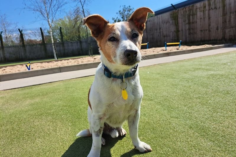 Jack Russell terrier Sam is now 14 years old so he would like a house where the person doesn’t leave the house for too long as he can get anxious on his own. He also needs an adopter happy for him to sleep in the bedroom. Photo: Dogs Trust