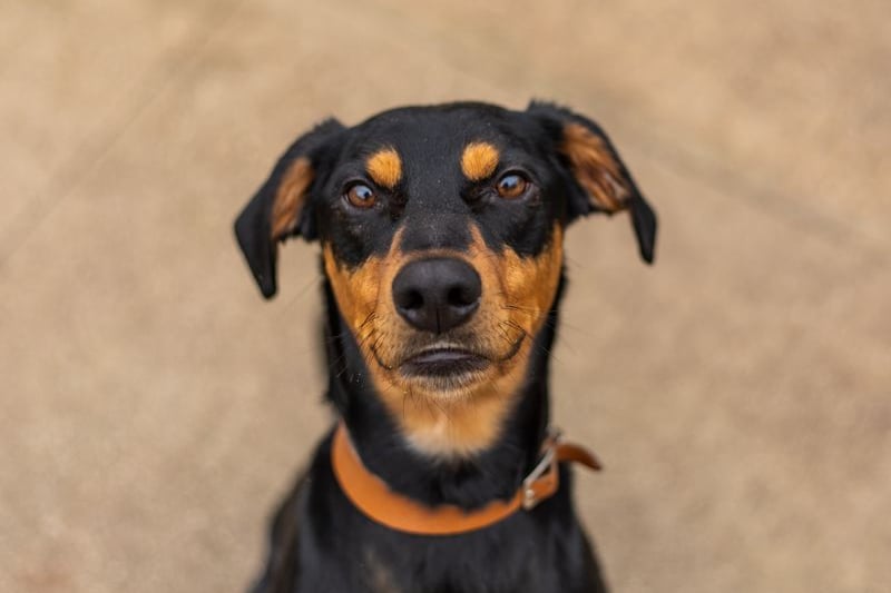 Bouncy Bobby is a one-year-old Dobermann cross who is highly intelligent and needs a house which can cope with his energy levels. He needs active owners who love to go on long walks. Photo: Dogs Trust