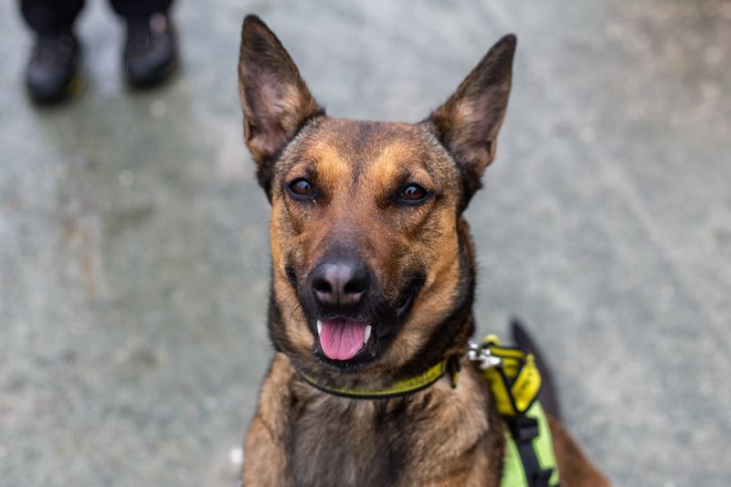 Daisy is a two-year-old Malinois crossbreed looking for an active home that can keep up with her energy levels. She prefers not to be on her own and loves her food and a few cuddles. Photo: Dogs Trust