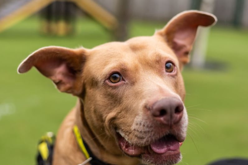 Staffordshire cross breed Sweet Pea, who is also known at the rehoming centre as Peanut, is a five-year-old girl who is affectionate and looking for a quiet and calm home away from main roads. Photo: Dogs Trust