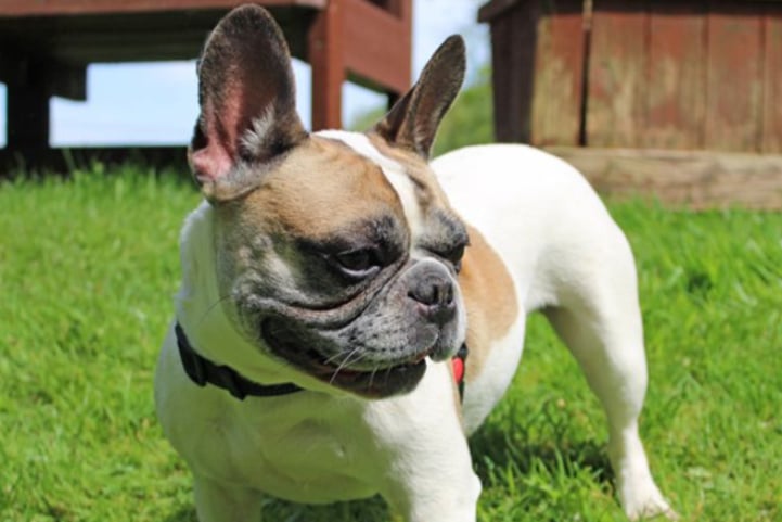 Betty is a very friendly Frenchie who finds herself with us through no fault of her own. She’s very easy going but can’t manage long bouts of exercise due to her ability to breathe. She’ll need regular short walks and not when it’s hot outside. Betty can live with dogs and children over the age of 8.