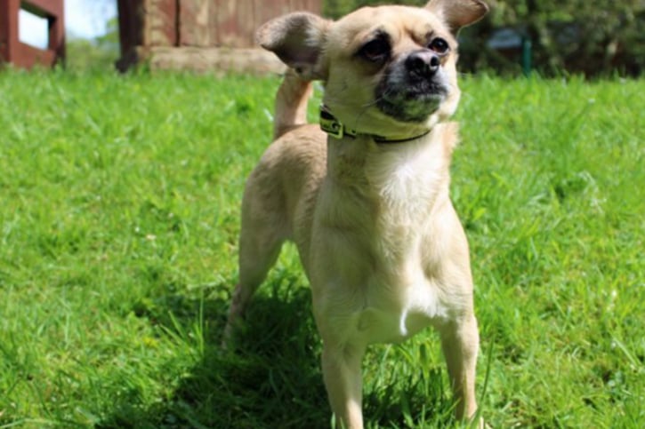 Rocko is a lovely Chihuahua, who can live with a well matched dog and children of high school age. He is house trained but can’t be left alone for more than four hours.