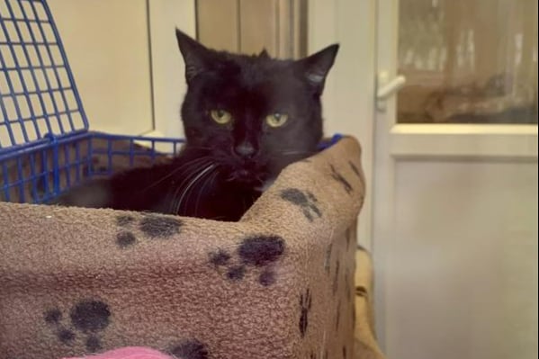 She is a 9-year-old Domestic Short Hair. Bella is looking for a quiet home with understanding and patient owners. She would prefer a home without children and without any other pets.  Once settled in a new home then Bella would need to have access outside. (Photo - Blue Cross Bromsgrove)