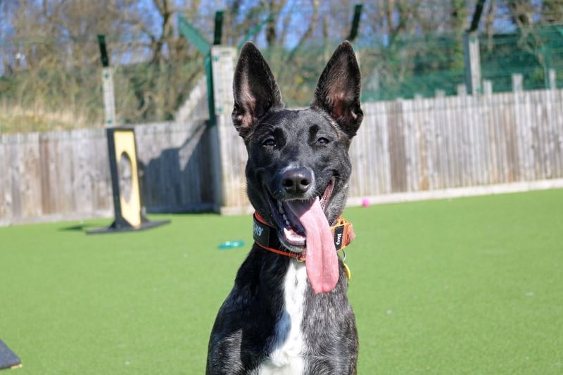 Honey is an intelligent and lively 10 month old pup who is looking for an active family that have experience looking after similar breeds to her. 