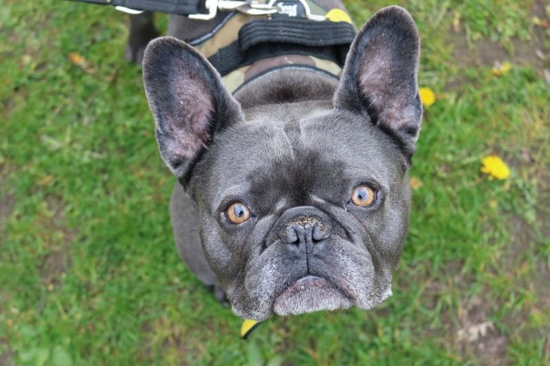 The four year old frenchie is looking to be the only pet in the home and needs access to a direct garden where he can enjoy himself. 