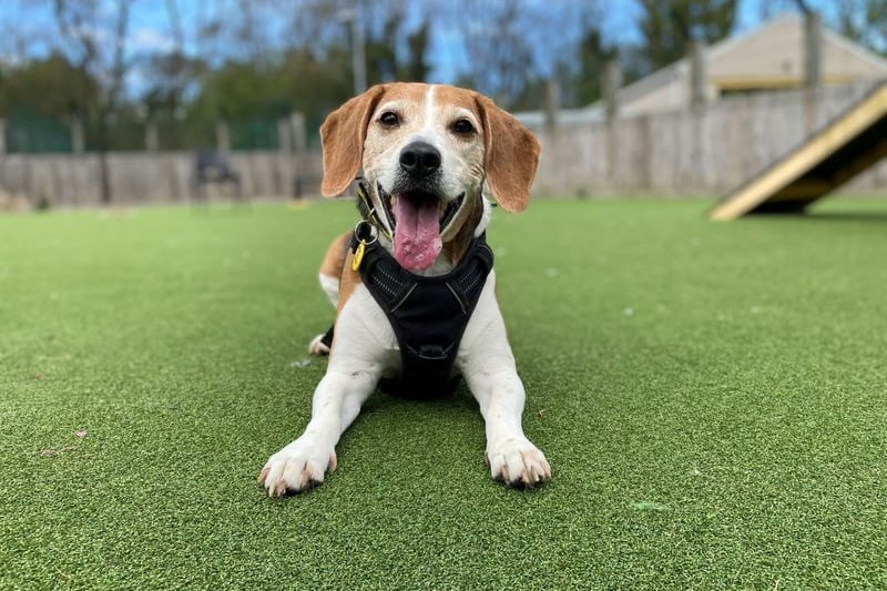 The beautiful nine year old beagle is looking for a quiet home. Ruby can be affectionate but requires her own space which has direct access to a garden so she can zoom around. 