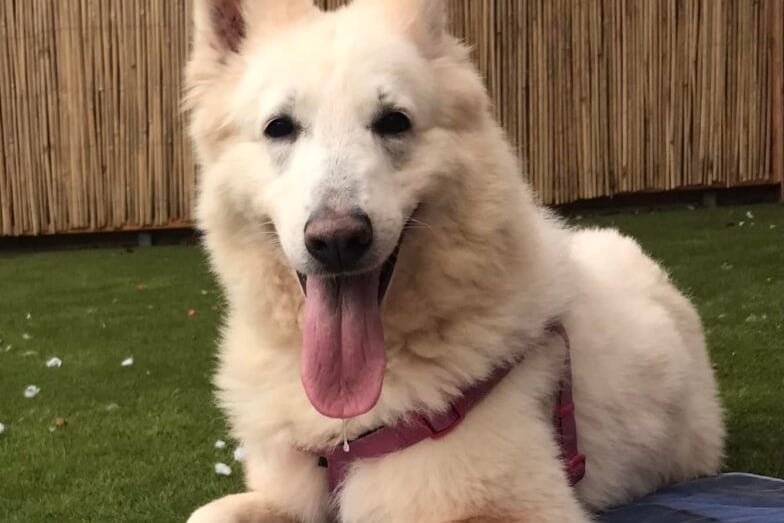 Sadie is a beautiful German Shepherd with a warm, friendly disposition. Sadly Sadie did not have the best start in life and as a consequence will require a female only home. 