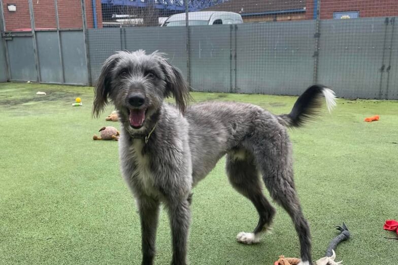 Fergus is a beautiful young dog, who is highly sociable and loves to meet new people. He loves toys, especially tennis balls – Fergus could quite happily chase and fetch a tennis ball all day long! 
