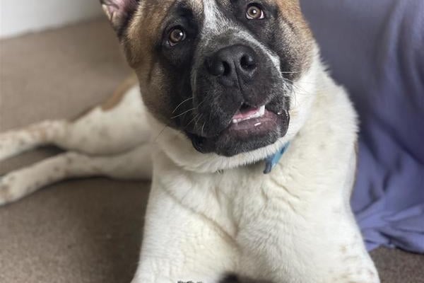 He is a 3 year old, male Japanese Akita cross.

He can potentially live with older children in his new home. Not a lot more is known about Ned at the moment. 