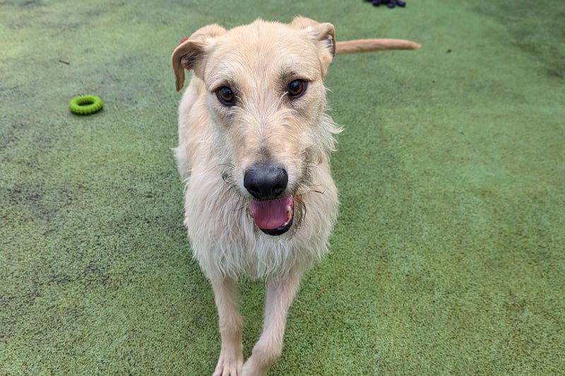 Rufus is a lovely young dog, who loves to play with all of his toys and is very good at fetch. This friendly boy enjoys the company of other dogs, and he’ll happily play with them and walk nicely beside them.