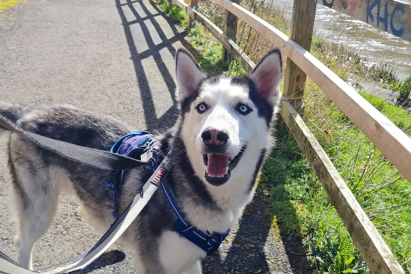 Maui is a sweet young husky who will fill your heart with joy. He’s a lovely boy, but needs experienced owners who understand his breed and can bring out the best in him.
