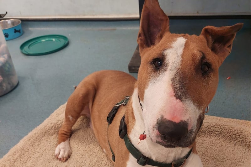 Moose is a lovely girl with a cheeky personality and classic English Bull Terrier traits. She would benefit from adopters who have previous experience with the breed, and can truly understand her nature.