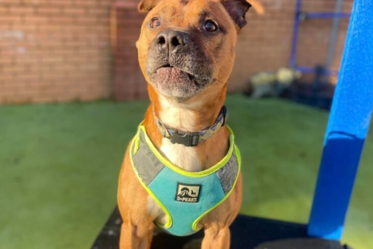 Rusty is a friendly, older staffy who is still full of life and energy. He loves playing with toys, training, and going on walks. This dog is sociable with people, and is really friendly with everybody that he meets.