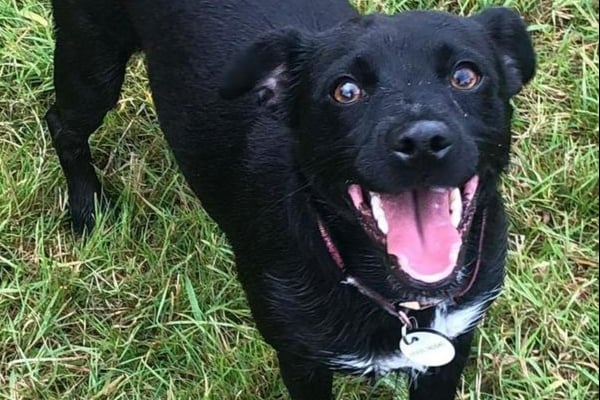 Luna is looking for a new home, however she will need new owners who are experienced with terriers Patterdale. 

Luna is best suited as the only pet in her new home.

She is sociable with dogs outside the home and it will be nice for owners to continue this.

Due to her breed, she is quite chase orientated around cats and small furries.

Luna is quite an energetic dog who will need active owners who will give her lots of walks.