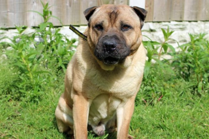 Kami is a Shar Pei cross, who needs to be the only dog at home as he’s currently uncomfortable when meeting others. Dogs Trust have a limited history but it is likely he can live with older children and is house trained.
