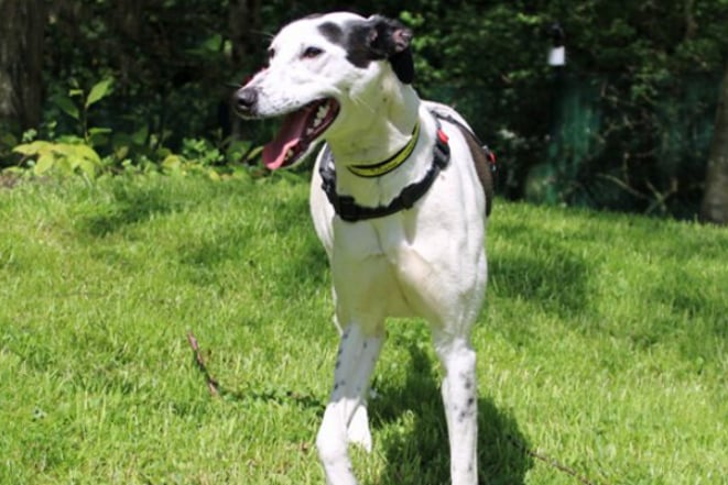 Bullet is a sweet young Lurcher who sadly needs a home due to her family’s ill health. She hasn’t been walked much recently so everything is currently super exciting and must be sniffed thoroughly! She can live with older children but no pets for now.