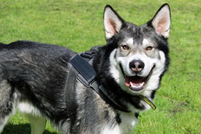Ghost is a Siberian Husky looking for a new home. Ghost is a big and lively lad who can live with children of high school age. He hasn't yet mastered understanding other dogs' body language so will need to be the only pet for now.