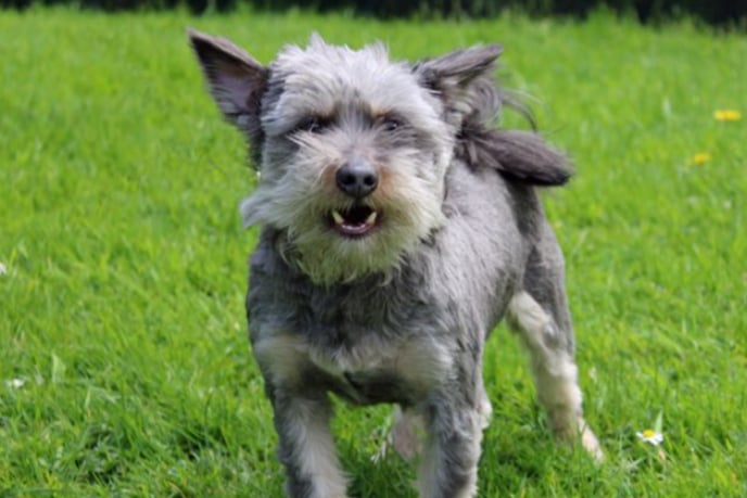 Nero is a Yorkshire Terrier cross, who needs a home with no other pets or children. He needs a lot of structure and will need multiple visits and a “hands off” approach whilst building a bond with potential families.