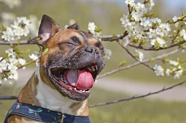 Hay fever season is now upon us, but it’s not just humans that suffer with this condition - pets can become irritated by high pollen counts too (Photo: Shutterstock)